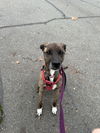adoptable Dog in chico, CA named Brigsby