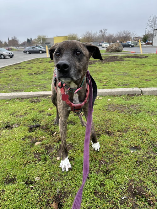BRIGSBY - Labrador Retriever / Pit Bull Terrier available for adoption
