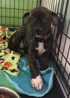 Brigsby - Photo 4