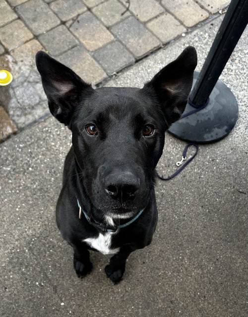LUCCA - Labrador Retriever / Shepherd available for adoption