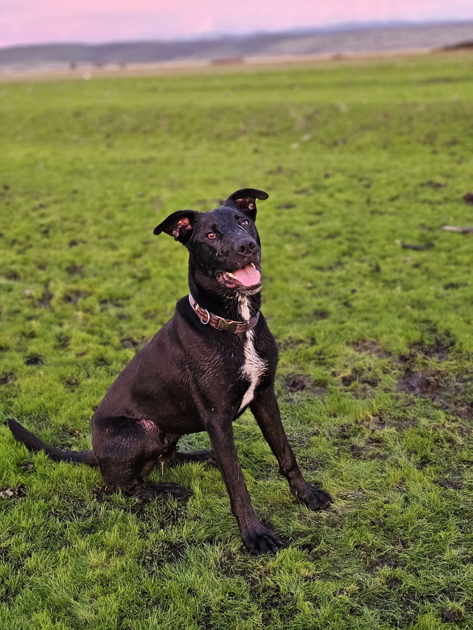 adoptable Dog in Chico, CA named LUCCA