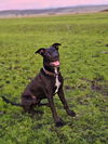 adoptable Dog in chico, CA named LUCCA