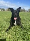 adoptable Dog in chico, CA named Takota