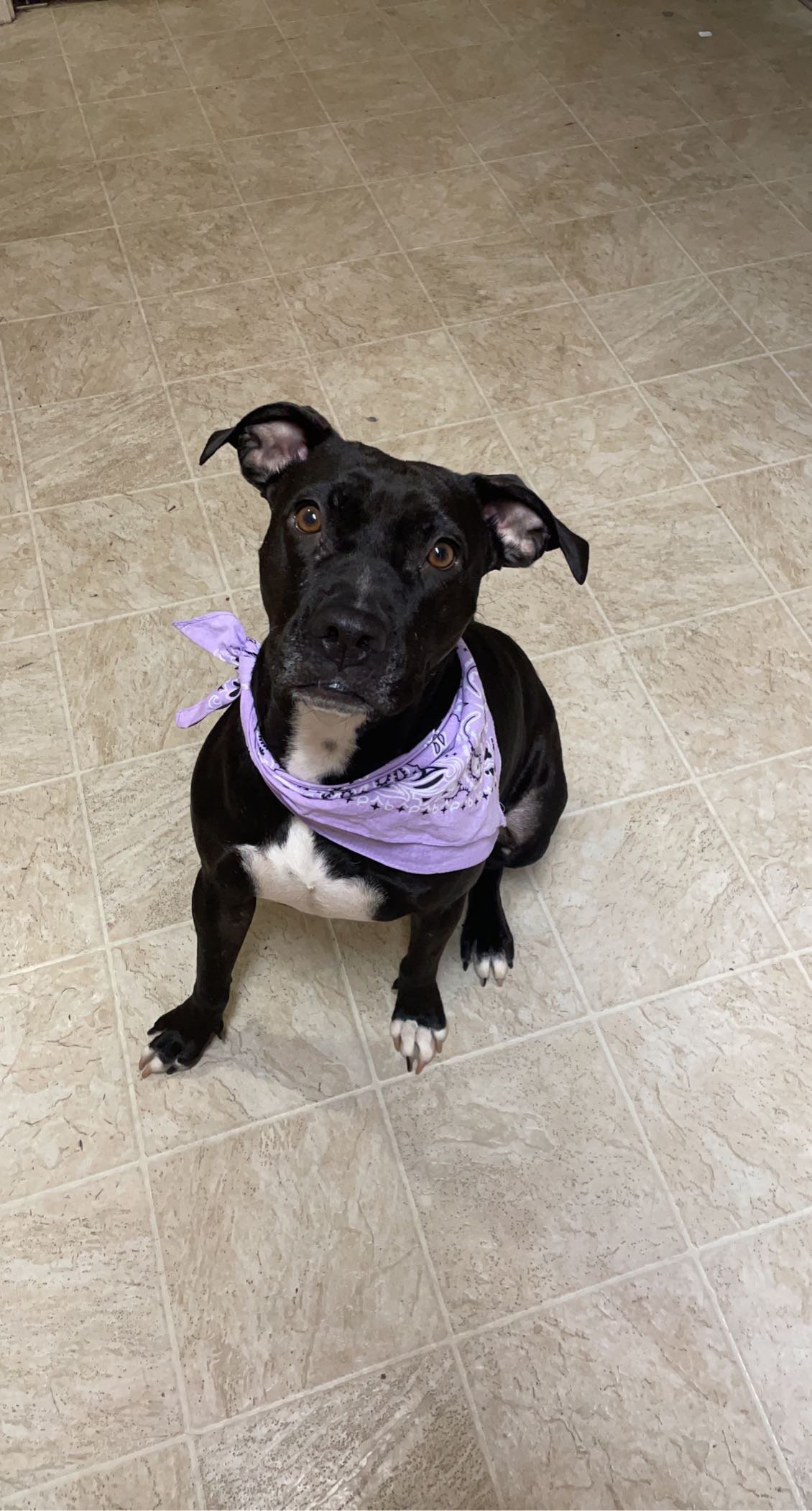 Dog for Adoption STARLA, a Pit Bull Terrier in Churchill County, NV