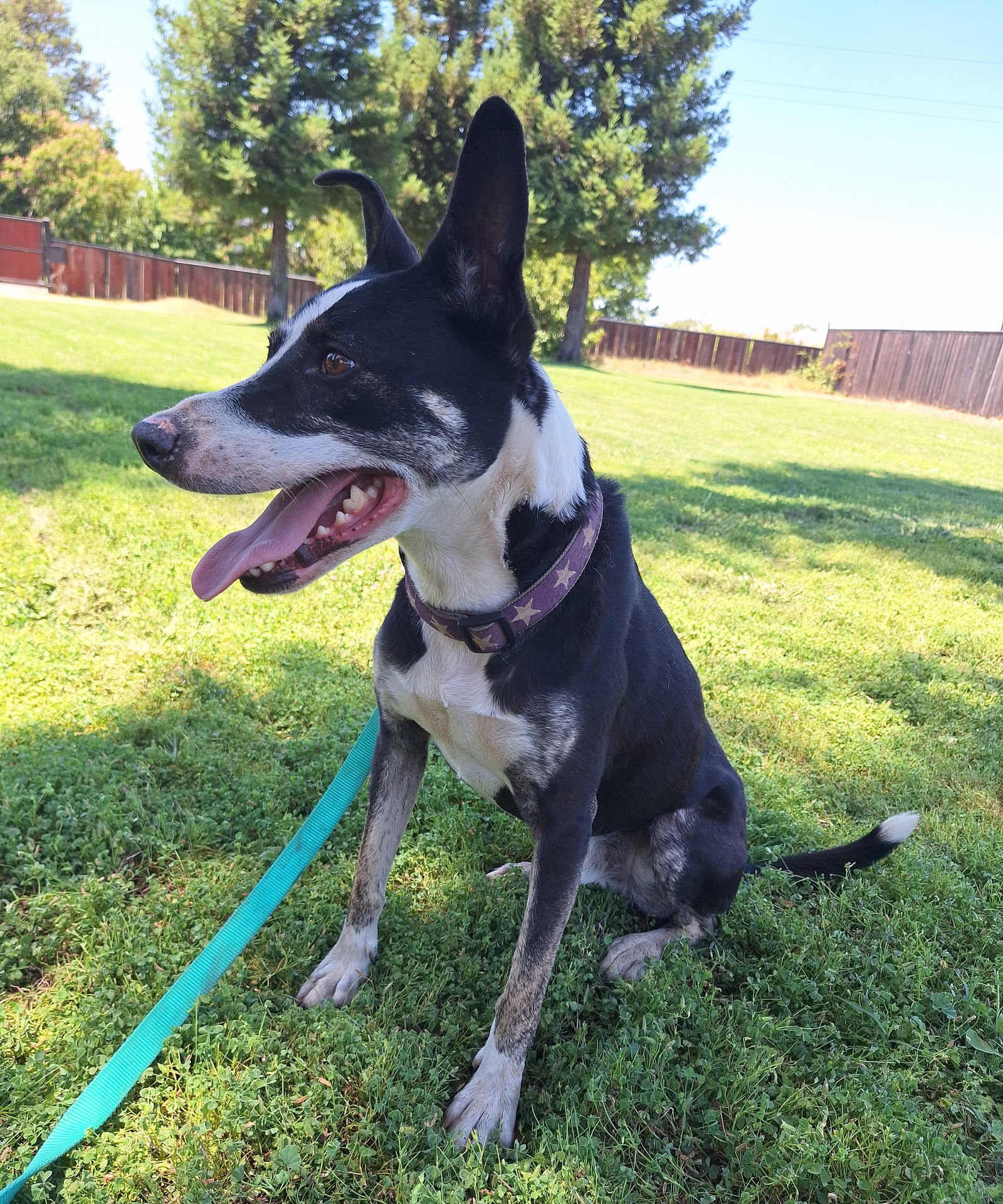 adoptable Dog in Chico, CA named Franklin