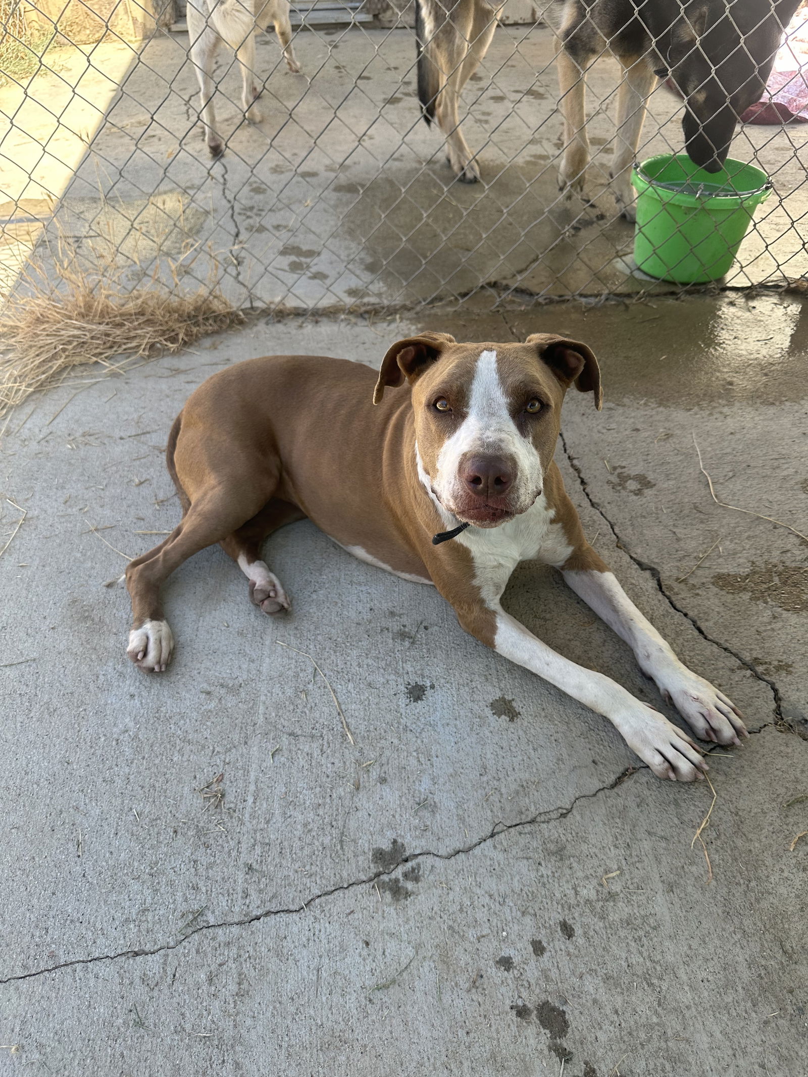 adoptable Dog in Chico, CA named Donna Barkin