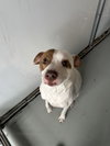 Gunner - Photo 2
