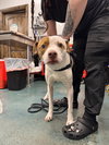 Gunner - Photo 3