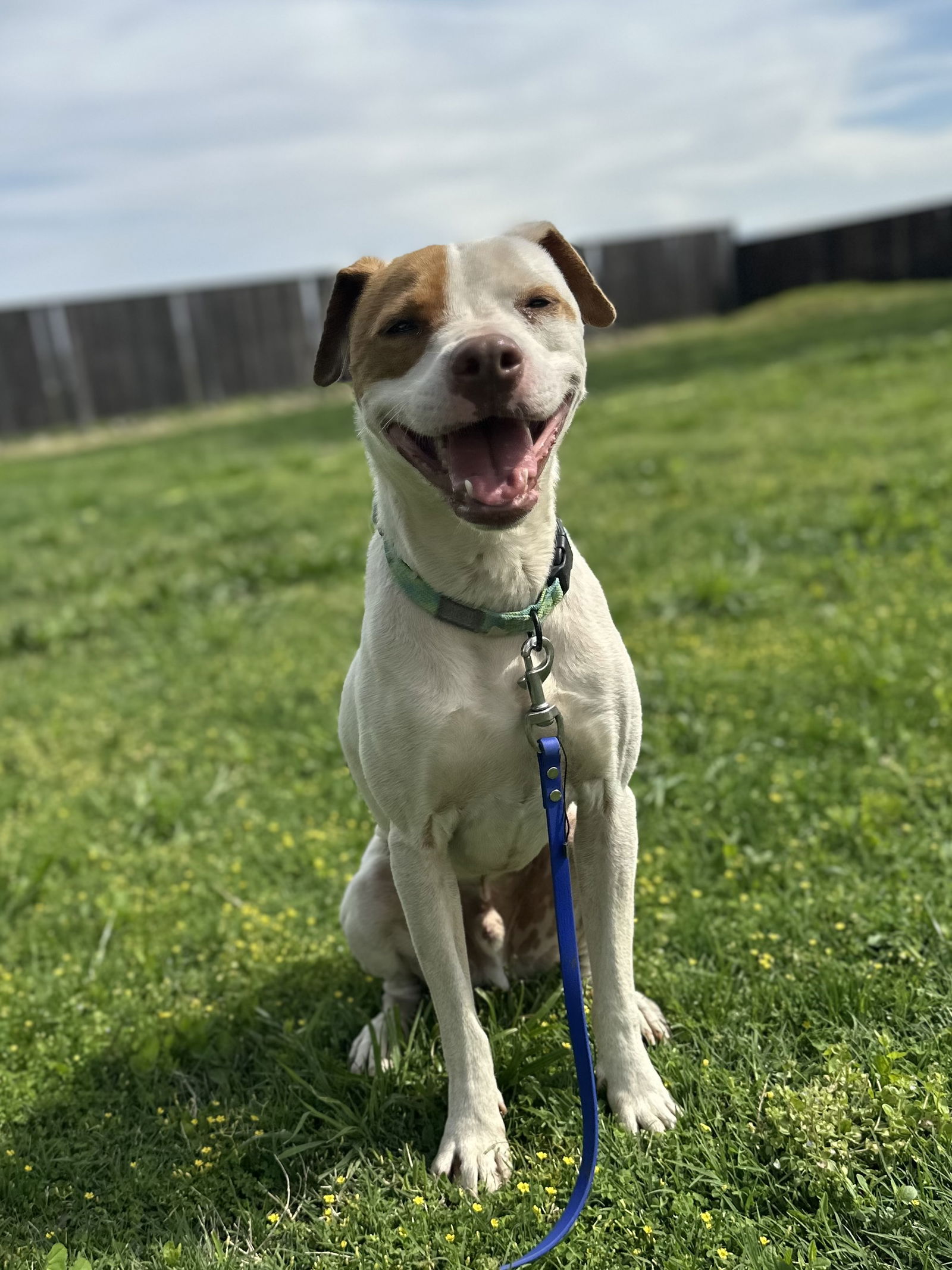 adoptable Dog in Chico, CA named Gunner
