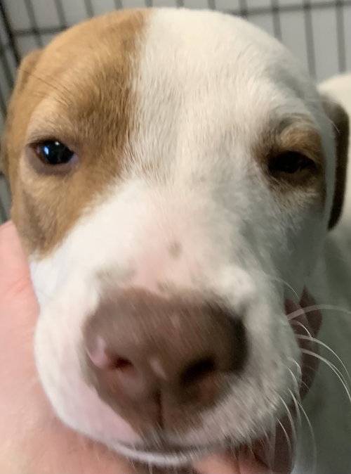 Gunner — thumbnail 5