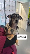 adoptable Dog in chico, CA named PHILIPA