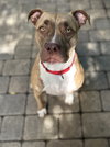ADDIE - Photo 6