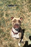 ADDIE - Photo 4