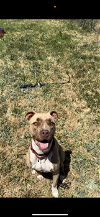 adoptable Dog in  named ADDIE