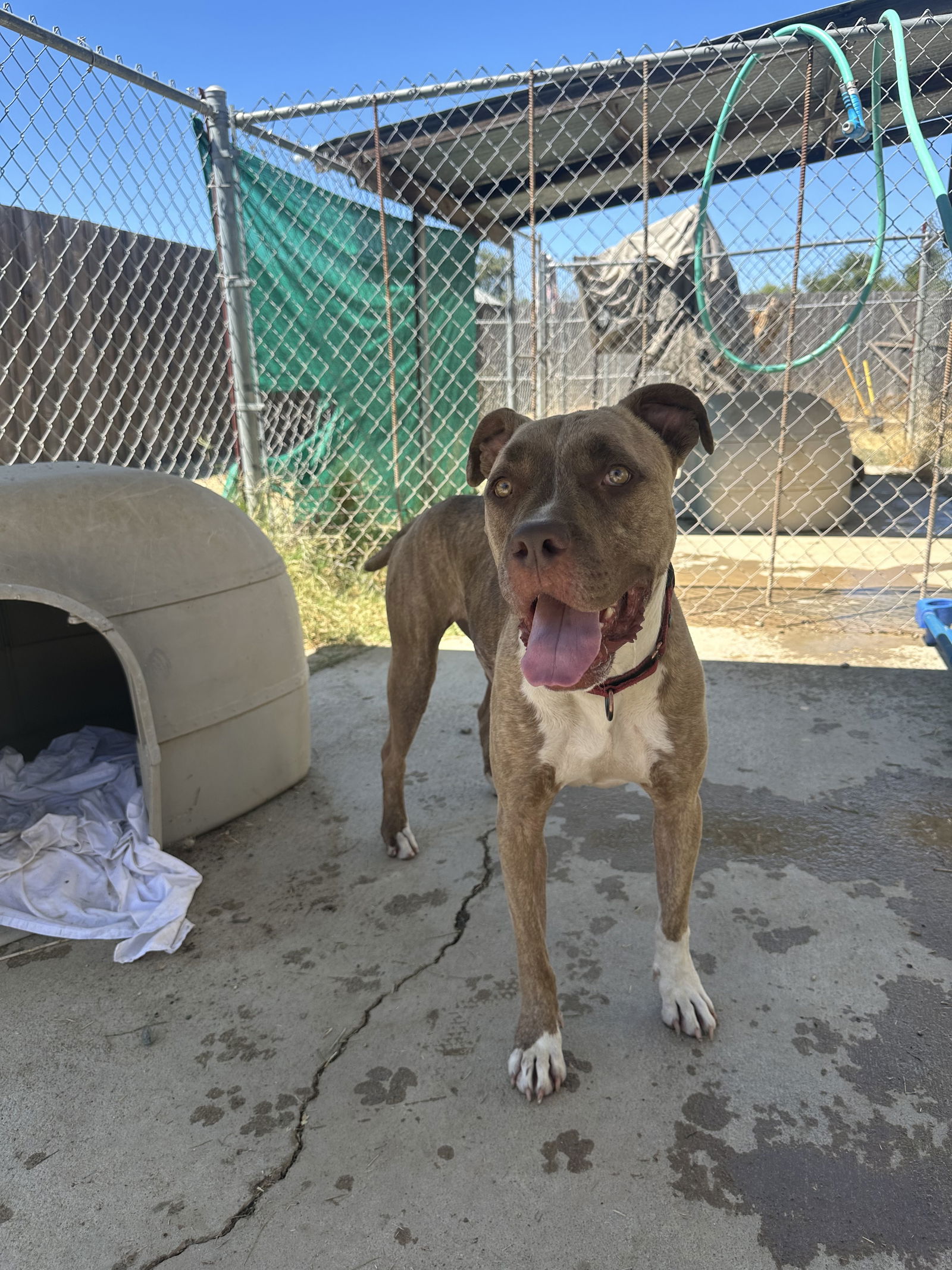 adoptable Dog in Chico, CA named ADDIE