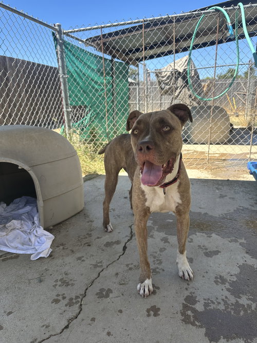ADDIE - Boxer / Pit Bull Terrier available for adoption