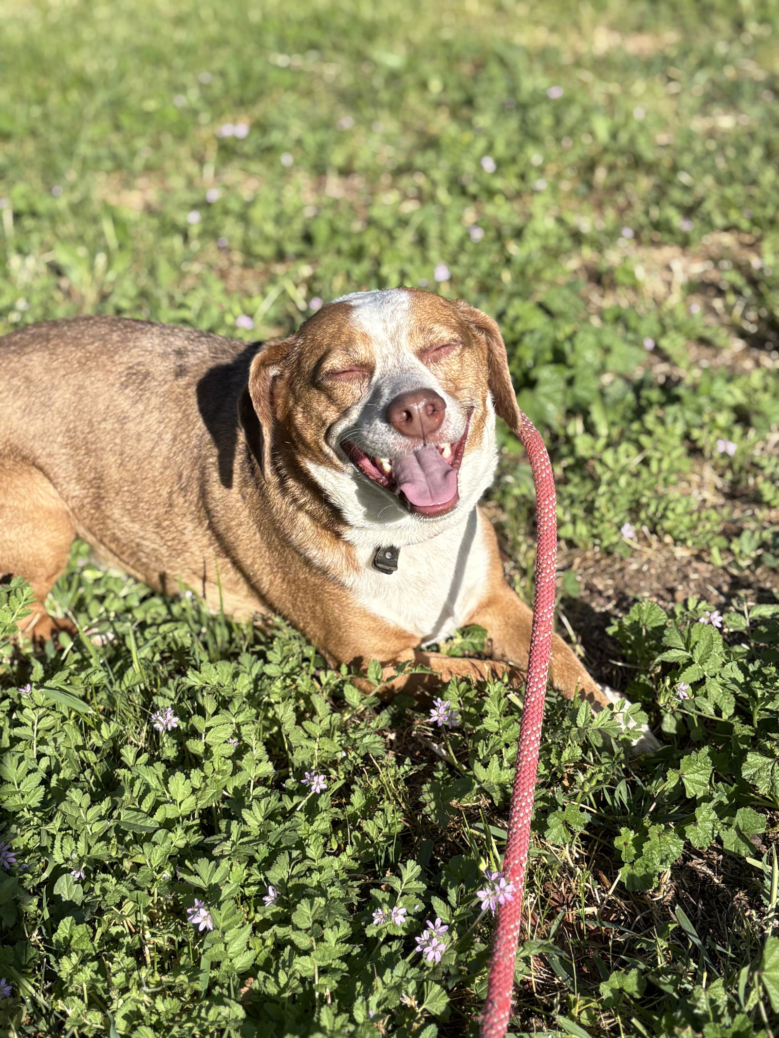 adoptable Dog in Chico, CA named CAPTAIN HOOK
