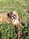 adoptable Dog in chico, CA named CAPTAIN HOOK