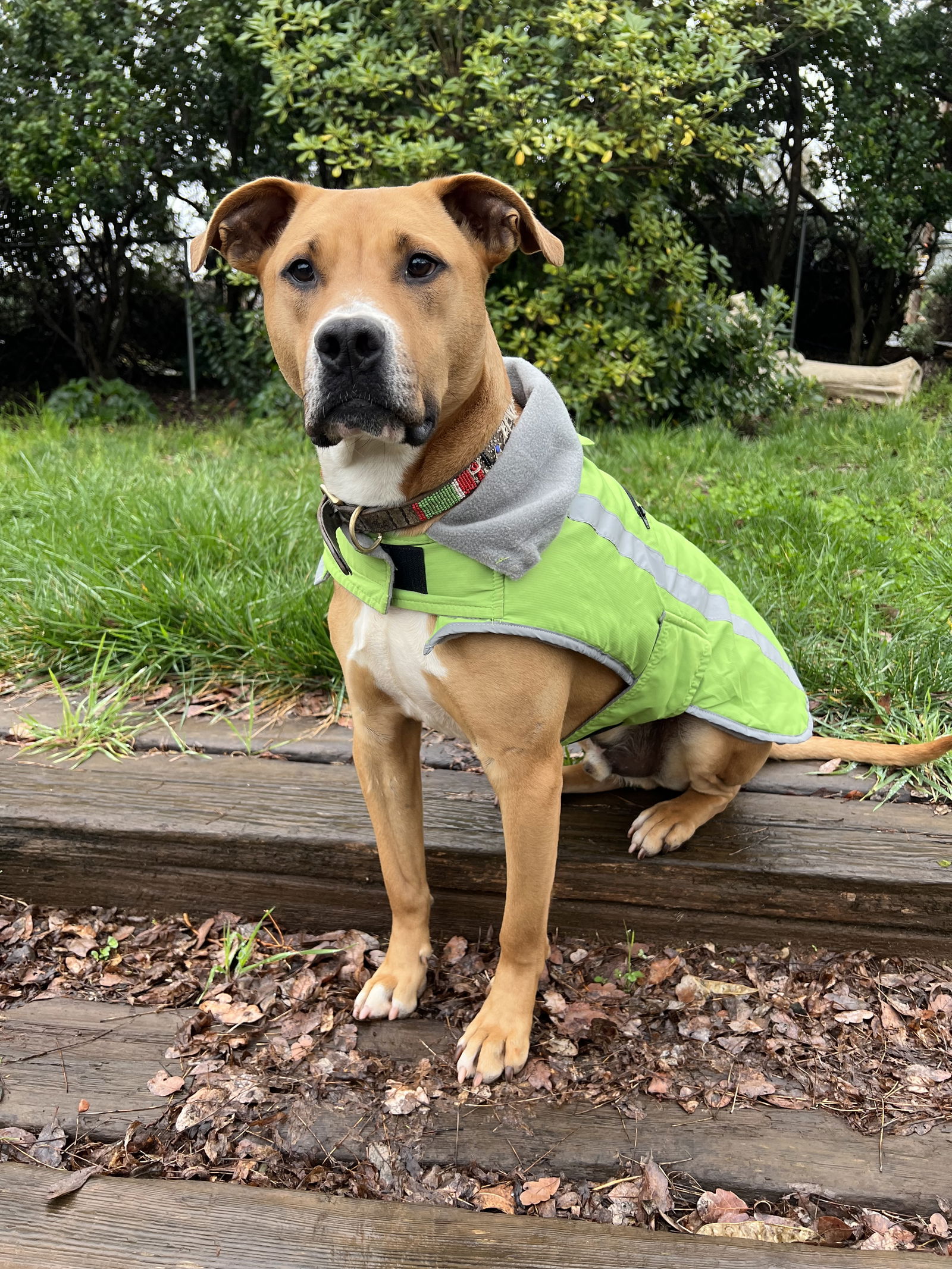 adoptable Dog in Chico, CA named Finch