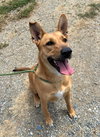 PIPER - Photo 6