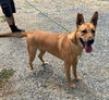 PIPER - Photo 7