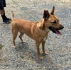 PIPER - Photo 8
