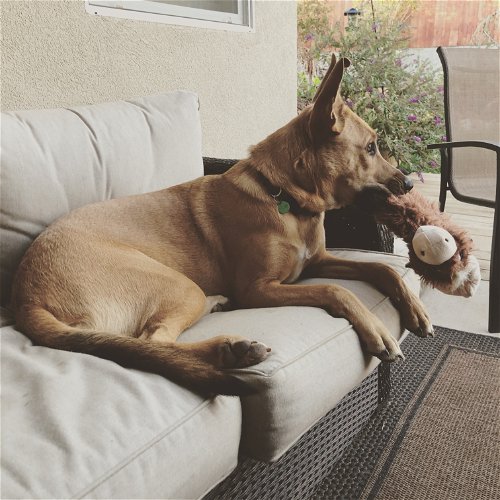PIPER - German Shepherd Dog available for adoption
