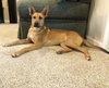 PIPER - Photo 3