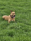 PIPER - Photo 5