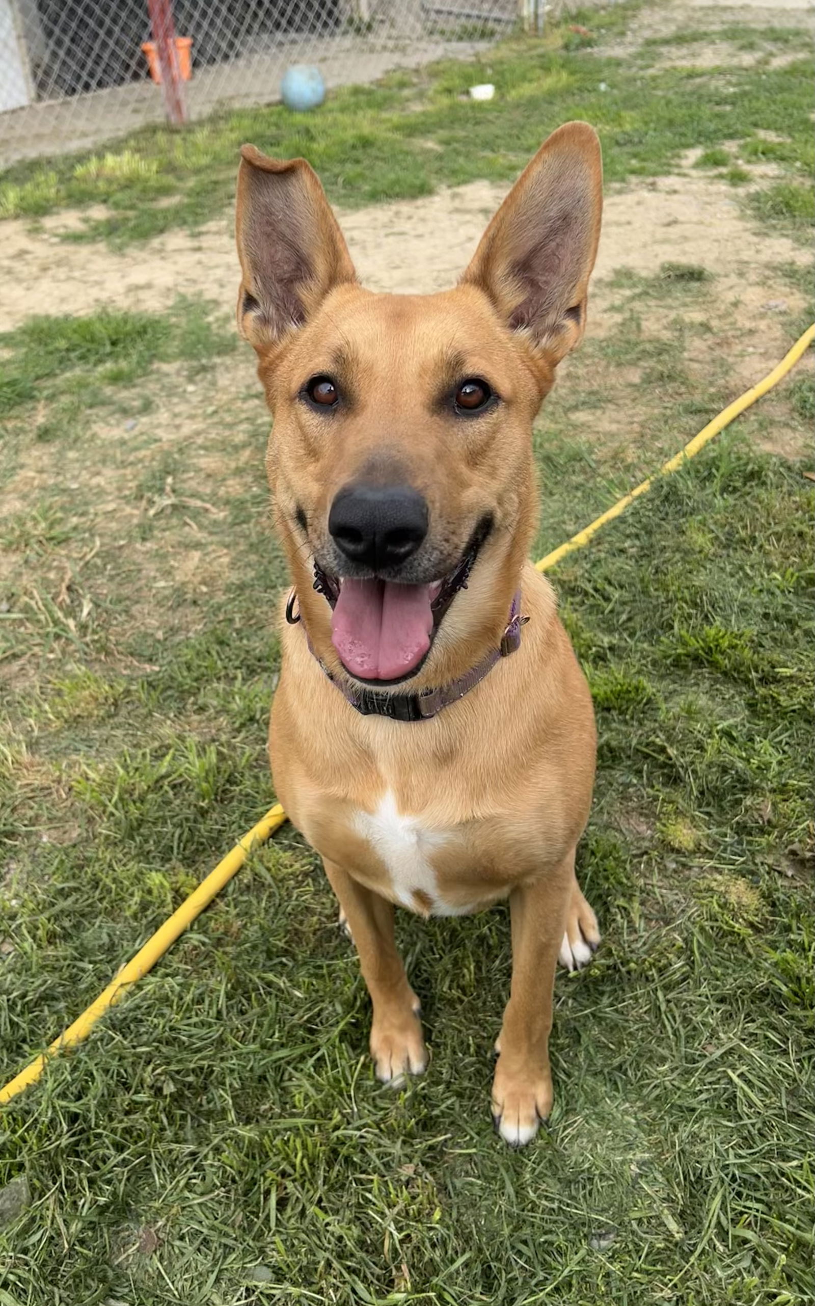 adoptable Dog in Chico, CA named PIPER