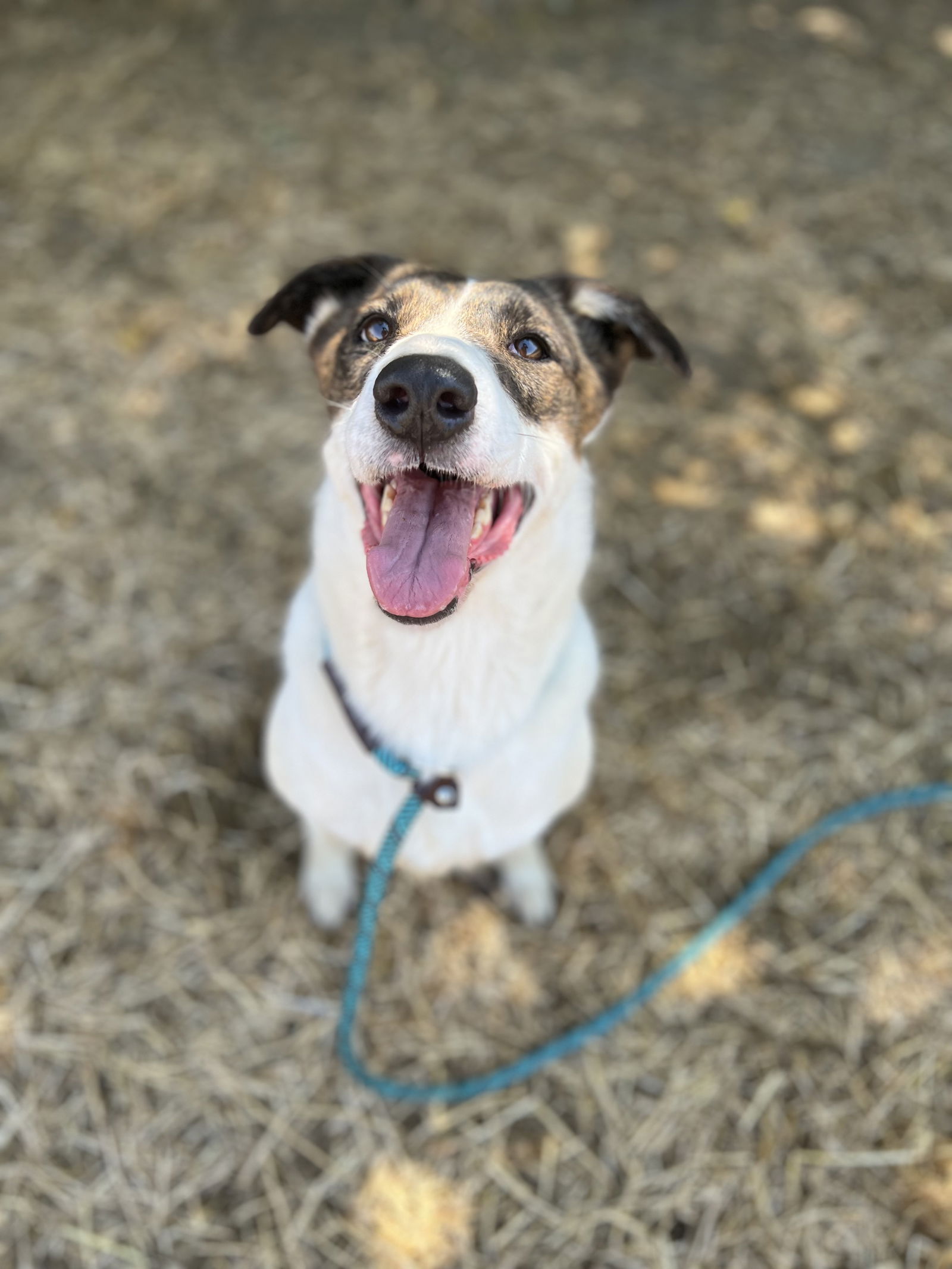 adoptable Dog in Chico, CA named SOPHIE