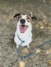adoptable Dog in chico, CA named SOPHIE