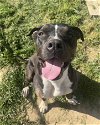adoptable Dog in chico, CA named DUDLEY