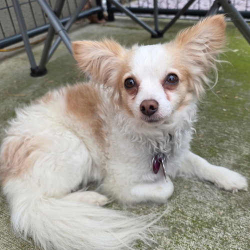 BELLA