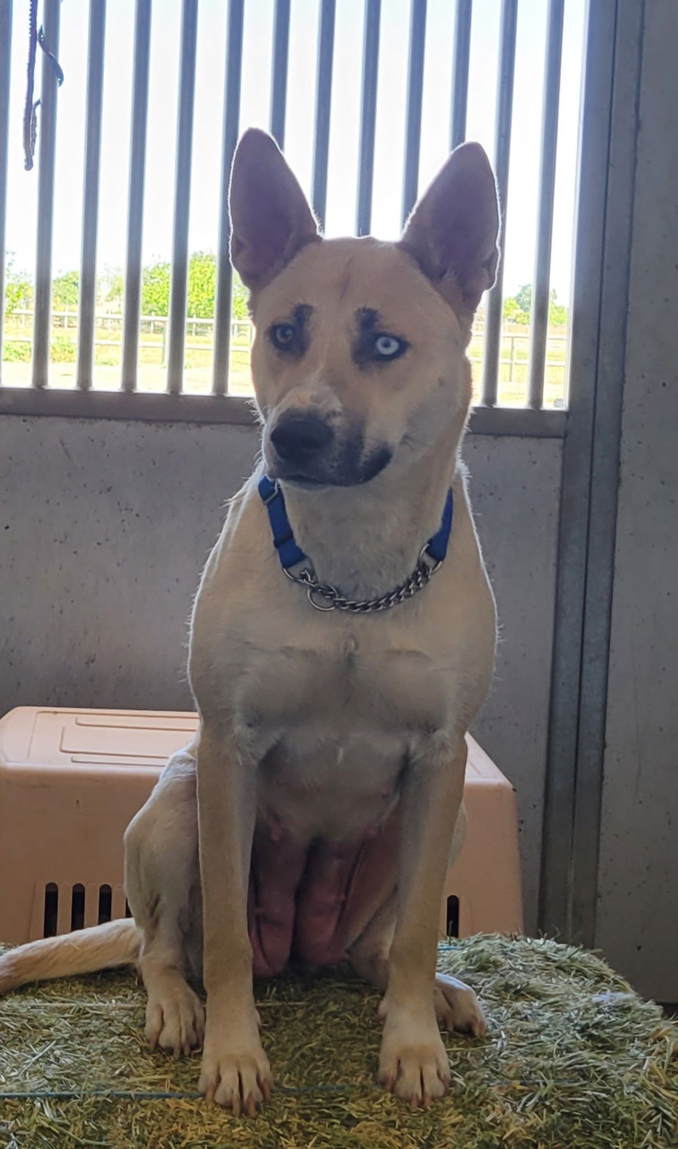 adoptable Dog in Chico, CA named ELSAA