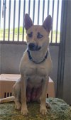 adoptable Dog in chico, CA named ELSAA