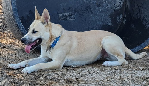 ELSAA - Husky / Shepherd available for adoption