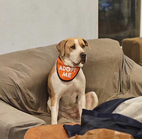 LENORE - American Bulldog / Labrador Retriever available for adoption