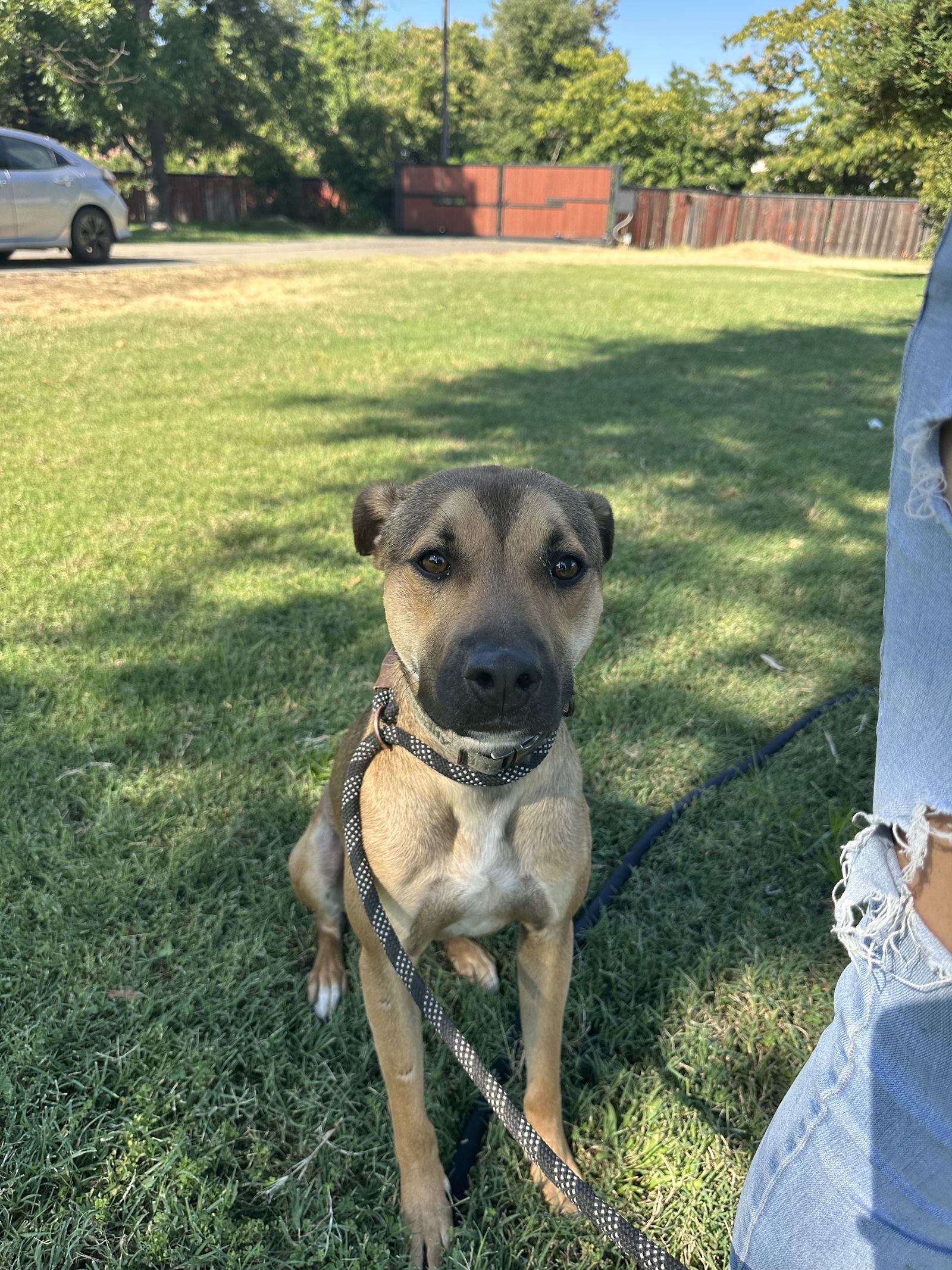 adoptable Dog in Chico, CA named SEQUOIA