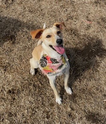 adoptable Dog in Chico, CA named PELO