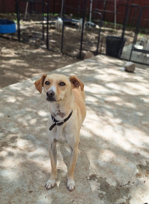 PELO - Whippet available for adoption