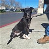 adoptable Dog in chico, CA named DORA