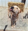 adoptable Dog in chico, CA named DUTCH