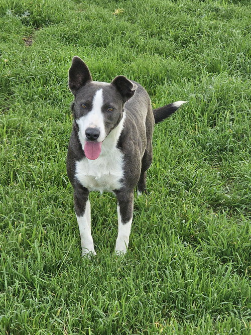 SNEAKERS - Border Collie available for adoption