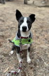 adoptable Dog in chico, CA named SNEAKERS