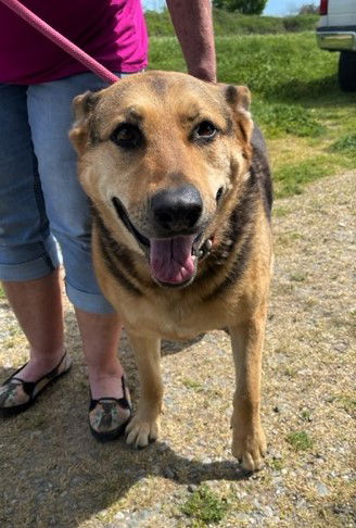 adoptable Dog in Chico, CA named MARY V