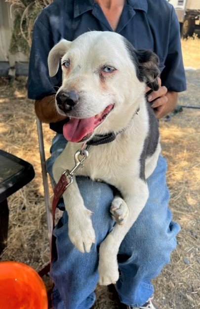 adoptable Dog in Chico, CA named BLUE V