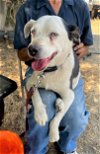 adoptable Dog in chico, ca, CA named BLUE V