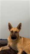 adoptable Dog in chico, ca, CA named BRUNO
