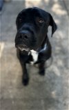 adoptable Dog in chico, CA named WAYNE